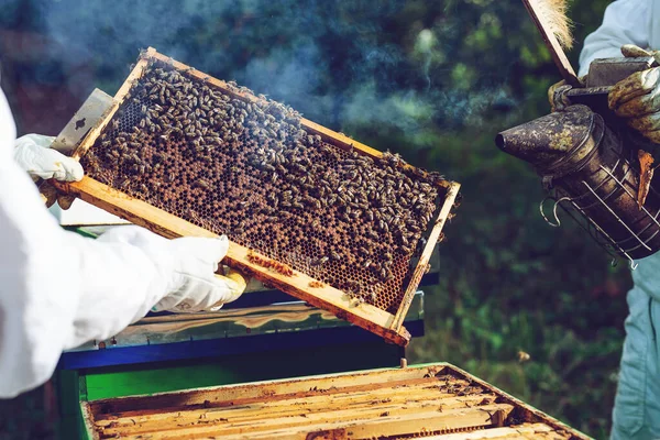 Beekeeper Smoker smokes white smoke. Beekeeper work at the apiary.