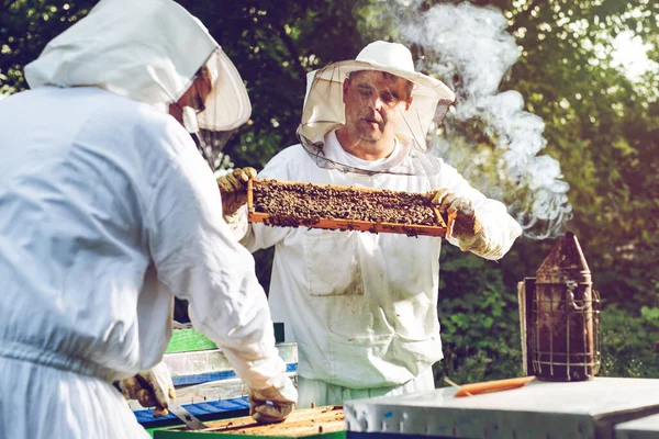 Méhész Méhészeten Méhész Méhekkel Méhkaptárakkal Dolgozik Méhészeten — Stock Fotó