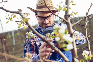 Meyve bahçesindeki genç çiftçi meyve ağaçlarındaki çiçekleri kontrol ediyor..