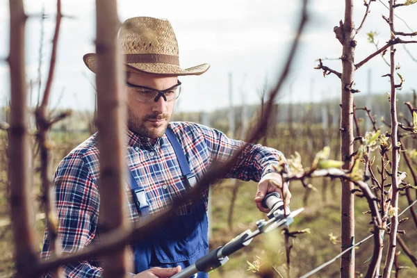 Joven Agricultor Podando Árboles Frutales Profesión Agrícola Jardinería Primavera — Foto de Stock