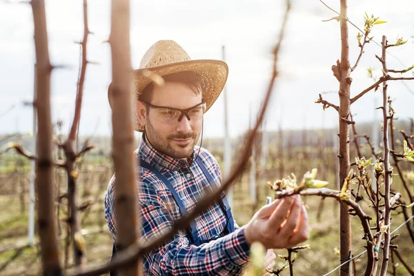 Jovem Agricultor Seu Pomar Ele Está Verificando Flor Árvores Fruto — Fotografia de Stock