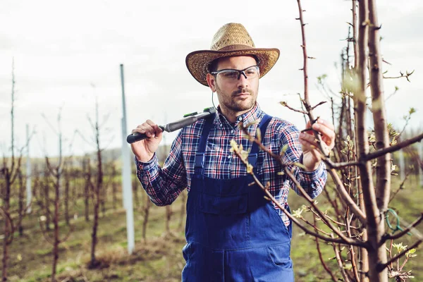 Ung Bonde Sin Fruktträdgård Han Kollar Blomman Fruktträd — Stockfoto