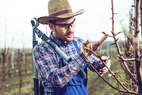Jungbauer Seinem Obstgarten Kontrolliert Die Blume Obstbäumen — Stockfoto