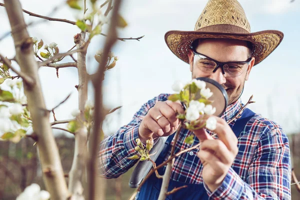 Młody Farmer Swoim Sadzie Sprawdza Kwiat Drzewach Owocowych — Zdjęcie stockowe