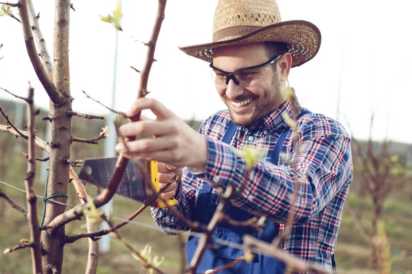 Αγρότης Κλαδεύει Μια Αχλαδιά Πριόνι Κλαδέματος Ενώ Κρατάει Κλαδί — Φωτογραφία Αρχείου