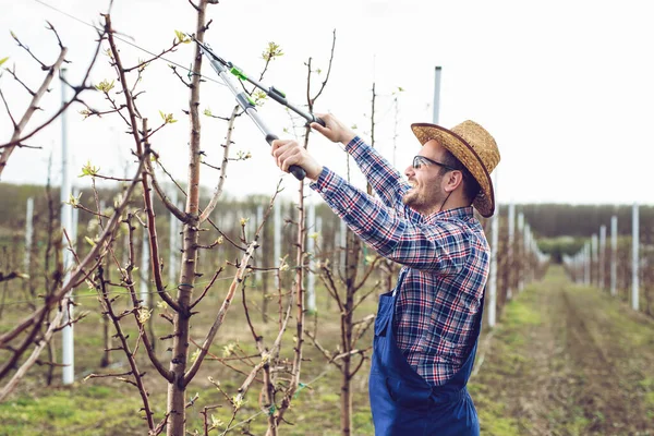 Jovem Agricultor Poda Árvore Frutífera Ocupação Agrícola Jardinagem Primavera — Fotografia de Stock