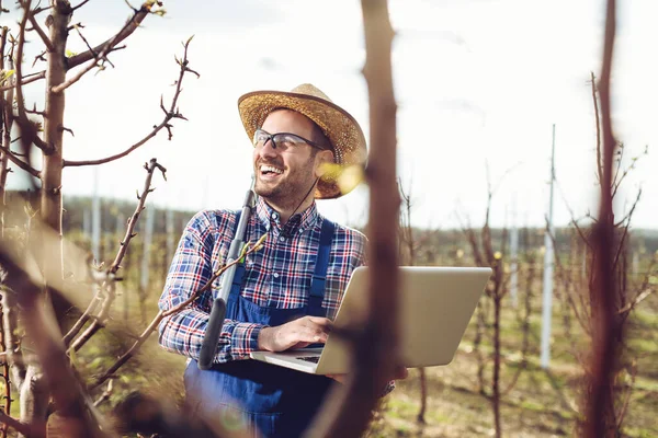 Agronomista Com Laptop Pomar Pêra Árvore Verificação — Fotografia de Stock
