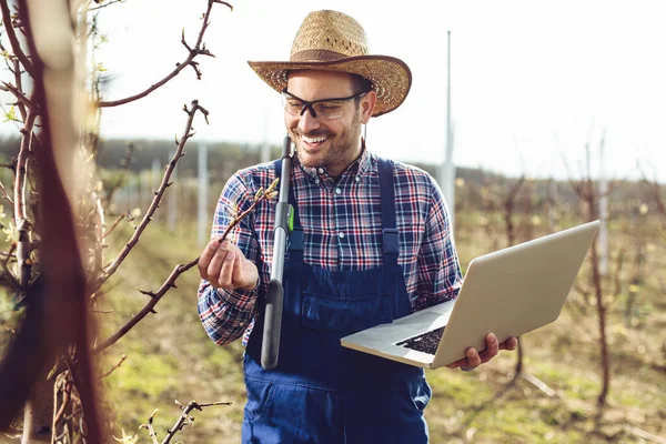 Agronom Mit Laptop Steht Birnbaumgarten Und Kontrolliert Baum — Stockfoto