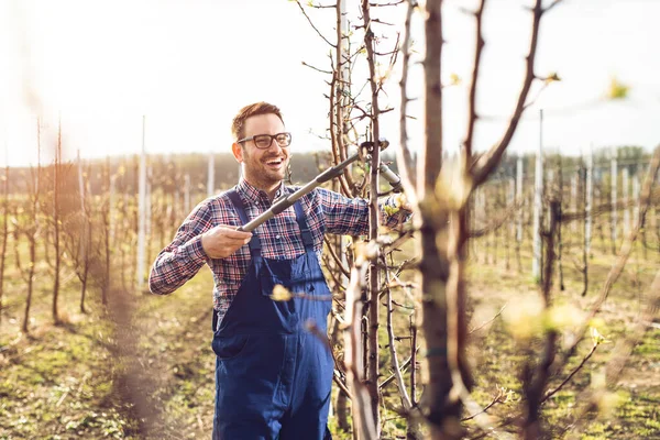 Joven Agricultor Podando Árboles Frutales Profesión Agrícola Jardinería Primavera —  Fotos de Stock