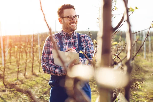Jovem Agricultor Seu Pomar Ele Está Verificando Flor Árvores Fruto — Fotografia de Stock