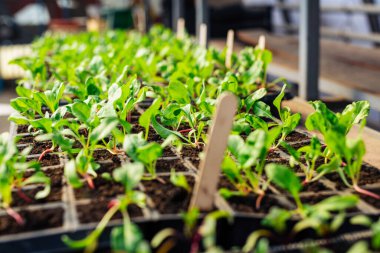 Bahçe yatağında büyüyen pancar kökü yaprakları. Kırmızı pancar taze lahanalar ve taze yapraklar..