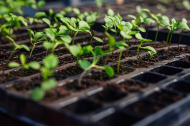 Serada filizlenen tohumlar. Doğal organik gıdalar..