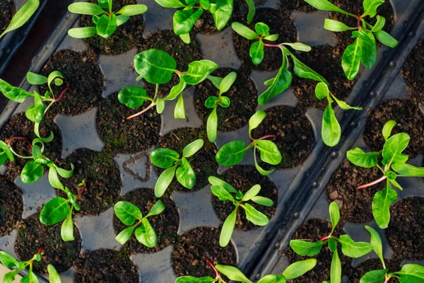 Green plant sprouts. Cultivated young sprouts in rich soil grow under sun in hothouse.