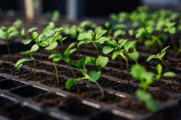 Sadzonki Kieå Kujä Szklarni Naturalne Pokarmy Organiczne — Zdjęcie stockowe