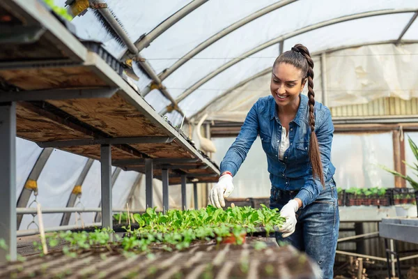 Kobieta Rolnik Pracująca Dużej Szklarni Żywność Ekologiczna — Zdjęcie stockowe