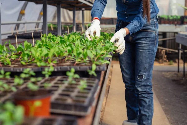 Einzelheiten Der Hände Eines Landwirts Der Junge Setzlinge Pflanzt Biologische — Stockfoto