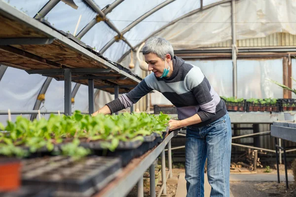 Femme Âgée Travaillant Dans Une Serre Production Alimentaire Biologique — Photo