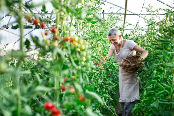 Seniorin Hält Kiste Mit Frischen Tomaten Seinem Gewächshaus — Stockfoto