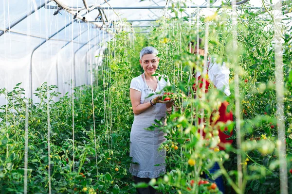 Ältere Landarbeiterin Pflückt Reife Tomaten — Stockfoto