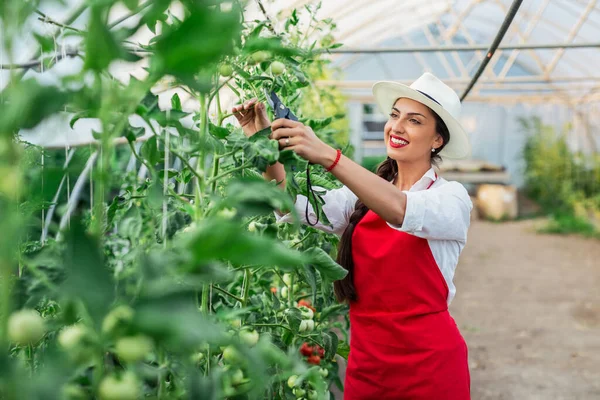 Fille Serre Cueillette Tomates Fraîches Mûres Jeune Femme Dans Une — Photo