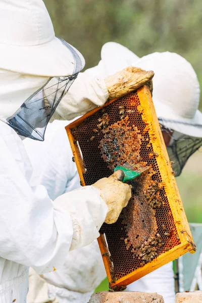 Včelař Včelíně Včelař Pracuje Sbírat Med — Stock fotografie