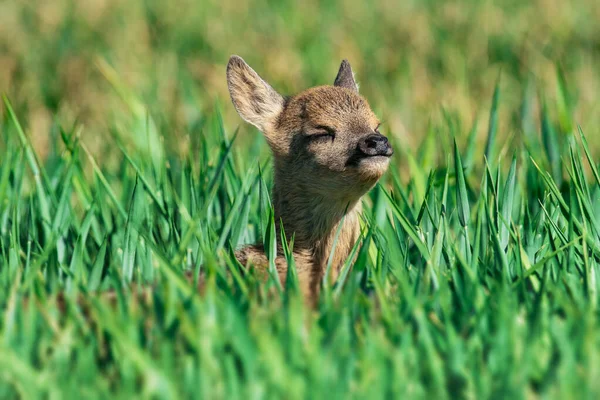 Rehkitz Nahaufnahme Kleines Rehkitz Steht Auf Einer Wiese — Stockfoto