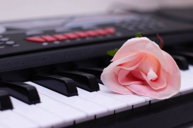 Bir piyanonun tuşlarında narin bir gül çiçeği yatıyor. Romantik müzik, aşk şarkıları.