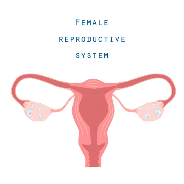 Sistema riproduttivo femminile: struttura anatomica. Illustrazione vettoriale — Vettoriale Stock