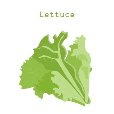 Marul salatası yaprakları - vejetaryen beslenme malzemeleri. Beyaz arka planda izole edin. Vektör illüstrasyonu.