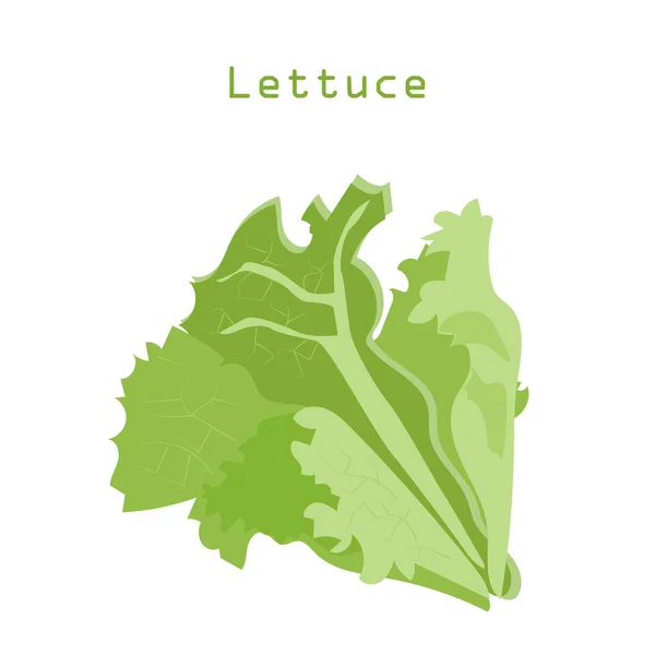 Μαρούλι φύλλα σαλάτας - συστατικά για χορτοφαγική διατροφή. Απομονωθείτε σε λευκό φόντο. Εικονογράφηση διανύσματος. — Διανυσματικό Αρχείο