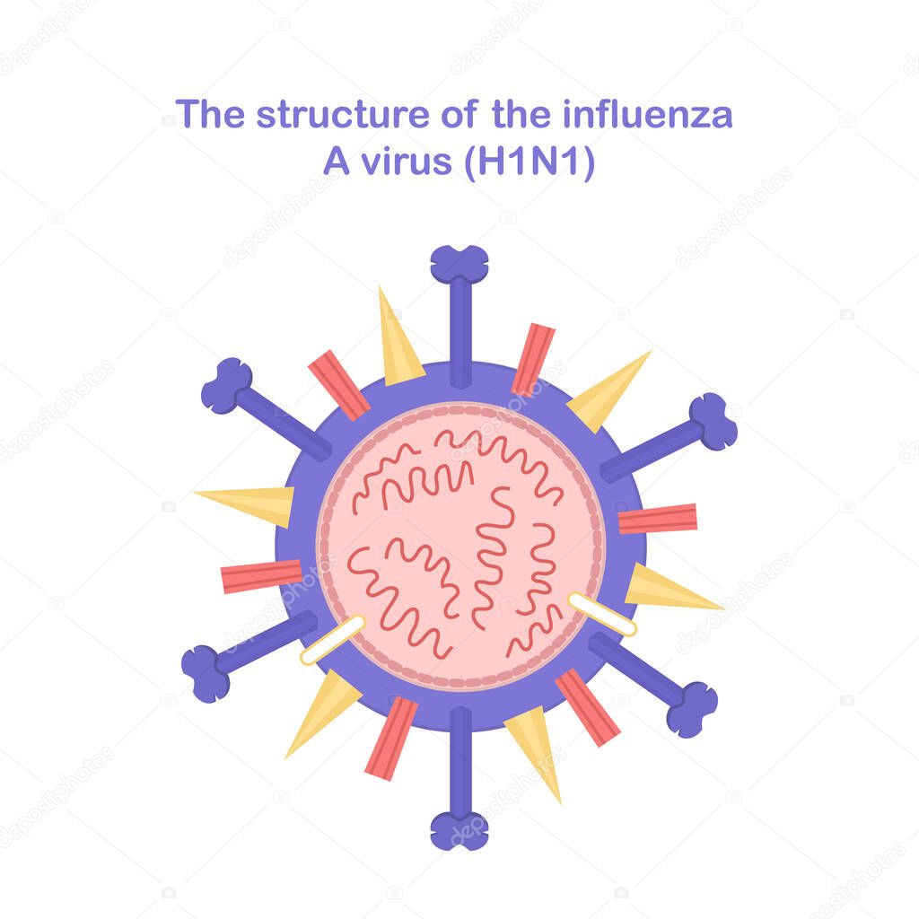 Influenza virus: bird flu and swine flu