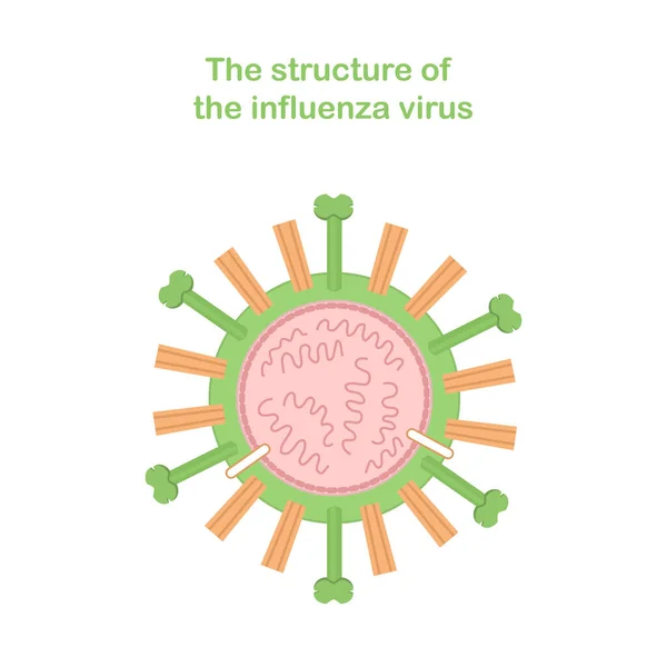 Scheme of the structure of the influenza virus. Medical infographics. — Stok Vektör