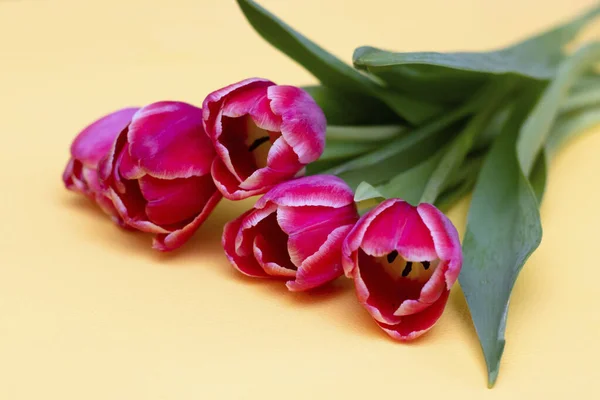 Tulipanes Rosados Sobre Fondo Amarillo Ramo Foto Con Flores Para — Foto de Stock