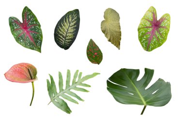 Beyaz arka planda tropikal bitki yaprakları, izole. Kapalı alandaki bitkiler, fotoğraf.