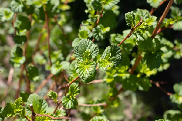 Fond naturel : jeune feuillage printanier, arbuste. La photo — Photo