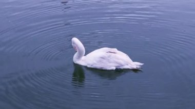 Beyaz bir kuğu göletin sularında yüzer ve tüylerini temizler..