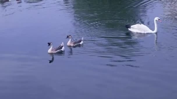 两只野鹅和一只白天鹅在池塘里游泳 它们是特写镜头 — 图库视频影像