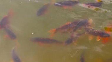 Kırmızı balık gölette yüzer. Balıklar suyun yüzeyine yükselir, yakın çekim..