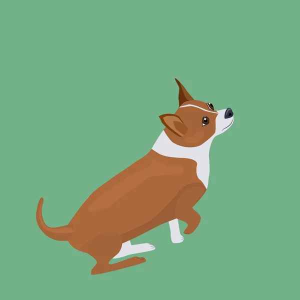 Lindo Perrito Está Mirando Hacia Arriba Crianza Perrito Chihuahua Vector — Vector de stock