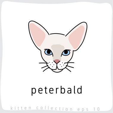 peterbald kedi vektör çizim 