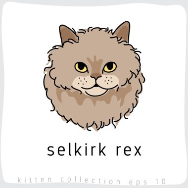 Selkirk rex kedi vektör çizim 