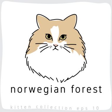 Norveçli orman kedi vektör çizim 