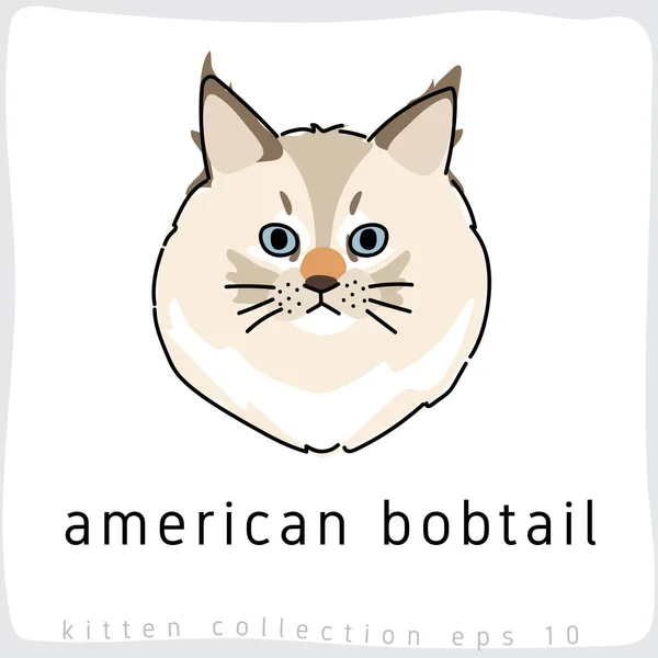 América Bobtail Gato Vector Ilustración — Vector de stock