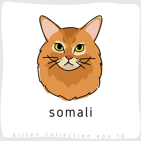 Σομαλίας Γάτα Εικονογράφηση Διάνυσμα — Διανυσματικό Αρχείο