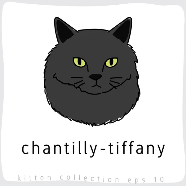 Chantilly Illustration Vectorielle Chat Tiffany — Image vectorielle