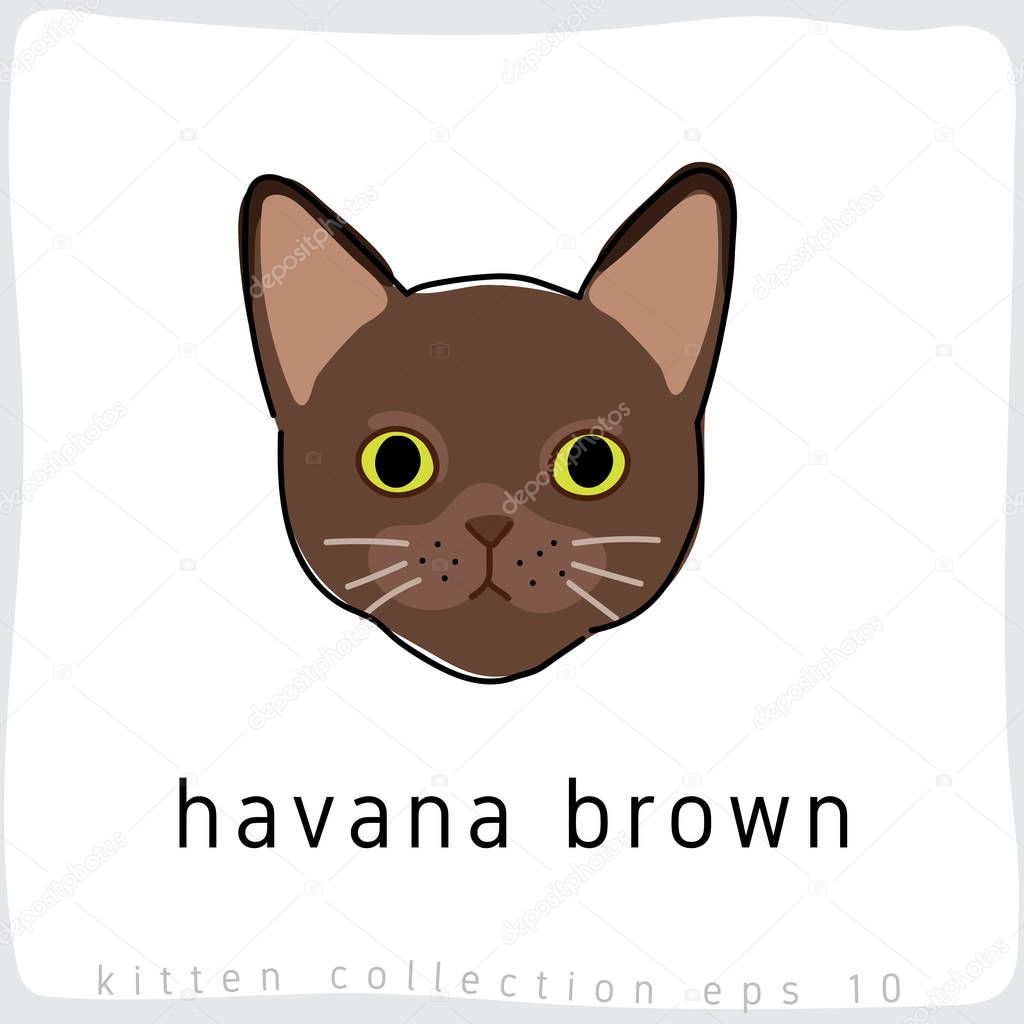havana brown cat vector illustration 