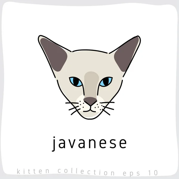 Ιαβανέζικα Γάτα Breed Συλλογή Διανυσματικά Εικονογράφηση — Διανυσματικό Αρχείο
