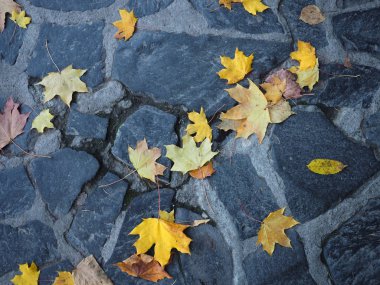 Kapalı Sonbahar sarı yaprakları tuğla kaldırımda