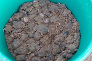 kurbağalarla Satılık piyasada, Tayland Gıda yeşil kova