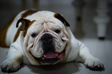 Yerde yatarım İngilizce bulldog, uykulu, şişman köpek